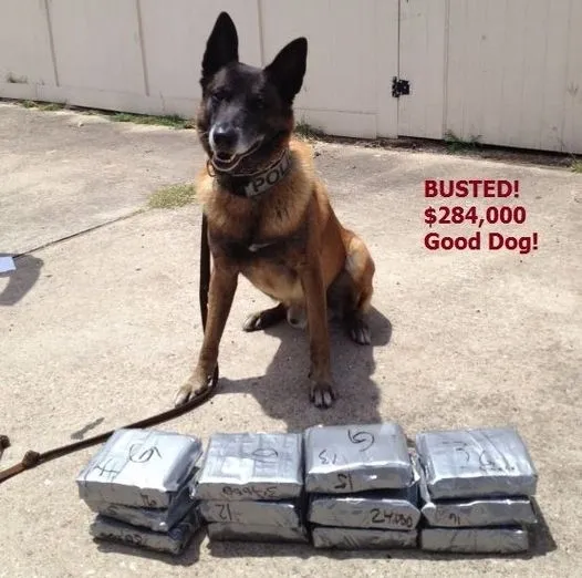 A dog sitting next to some silver bars
