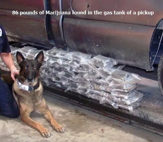 A dog sitting next to a pile of marijuana.