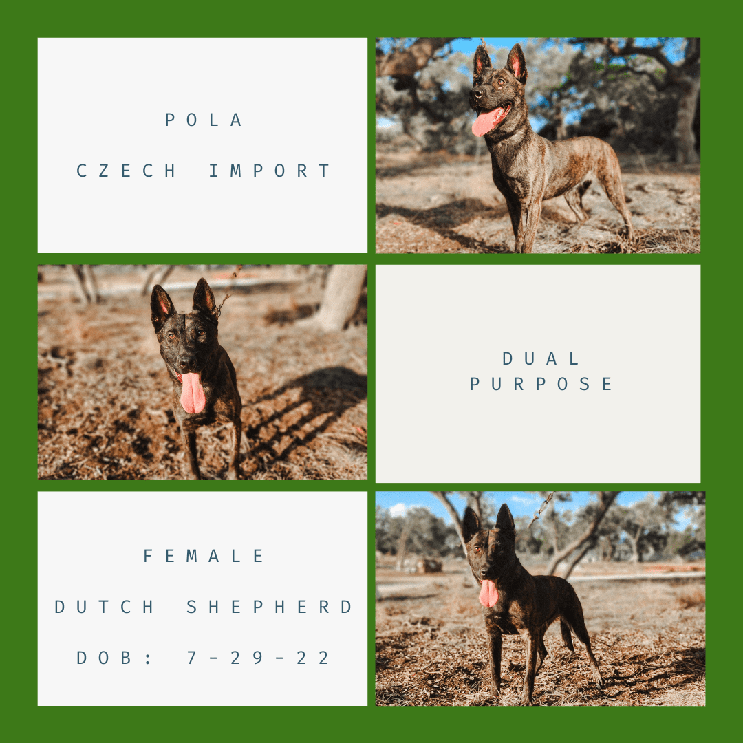 POLA A collage of photos with two dogs and one dog is in the grass.